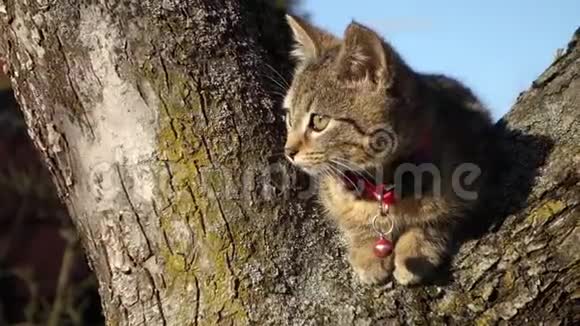 一只吓坏了的可爱小猫在树上环顾四周观察下面的世界视频的预览图