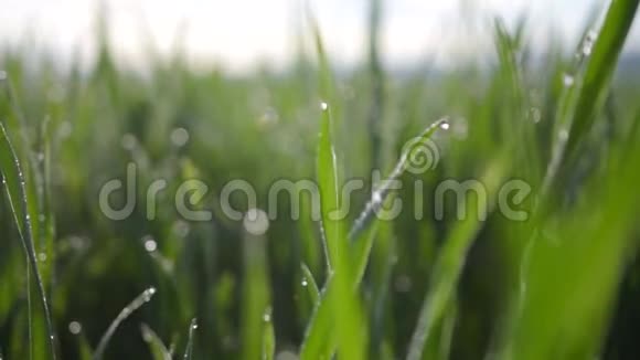 慢动作夏天用晨露把美丽的绿草收起来视频的预览图