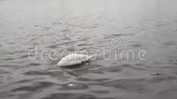 接近天鹅在肮脏的水中潜水头下的水城视频的预览图