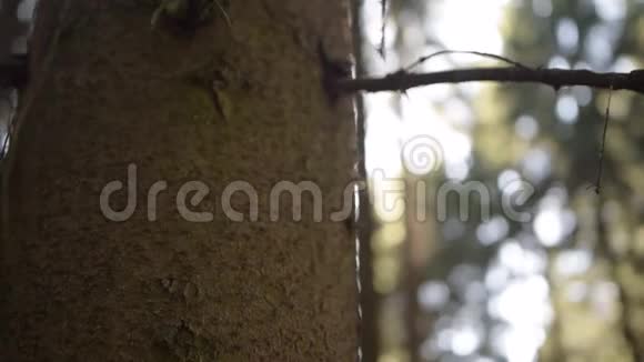 阳光洒在美丽的夏日绿油油的大自然棕色森林树干后面视频的预览图