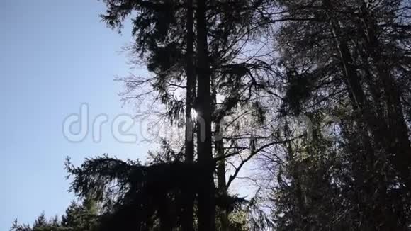 慢动作夏季森林中树木之间的太阳视频的预览图