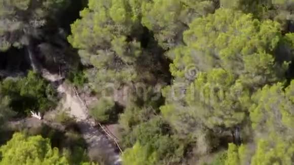 空中在马洛卡岛的绿色丛林森林上空阳光明媚视频的预览图
