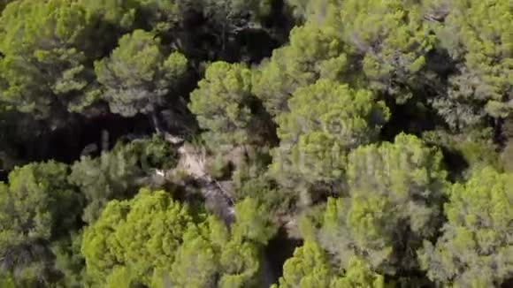 空中在马洛卡岛的绿色丛林森林上空阳光明媚视频的预览图