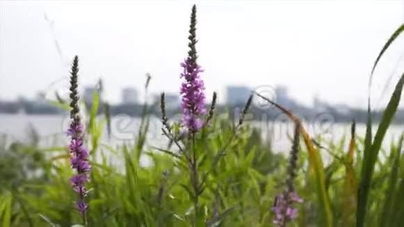 粉红色紫色的花在风和日丽的阴天在草地特写视频的预览图