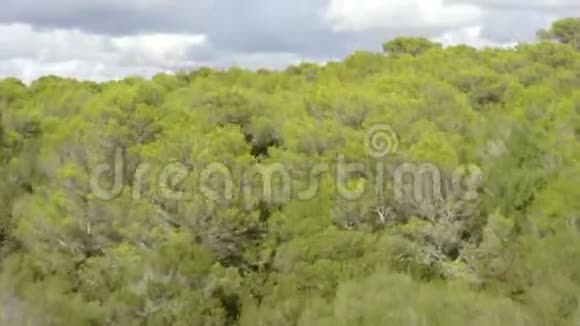 澳大利亚热带岛屿马略卡的浅绿色丛林森林阳光明媚的一天假期旅游阳光波浪视频的预览图