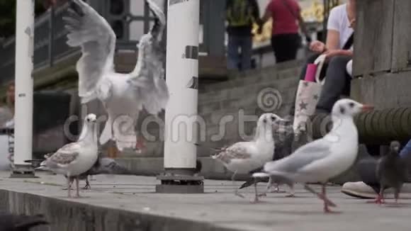 海鸥路边的鸽子在旅游区吃面包视频的预览图