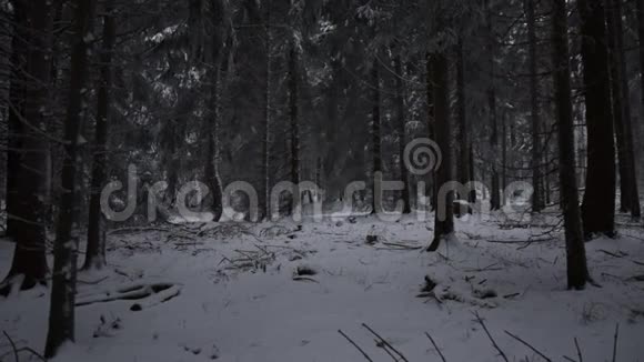 慢动作有白雪的森林白色的地面和白色的树木视频的预览图