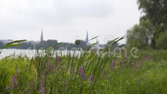 德国汉堡山上长满了粉红色紫色花朵的草地视频的预览图