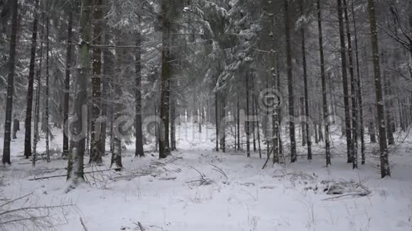 慢动作有白雪的森林白色的地面和白色的树木视频的预览图