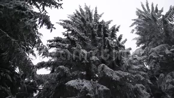 白雪皑皑的森林树木黑白色视频的预览图