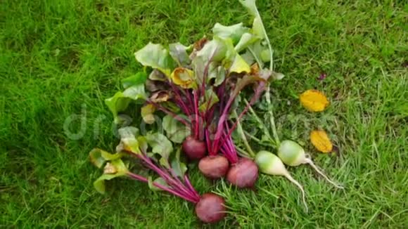 甜菜和萝卜在草坪上10月10日视频的预览图
