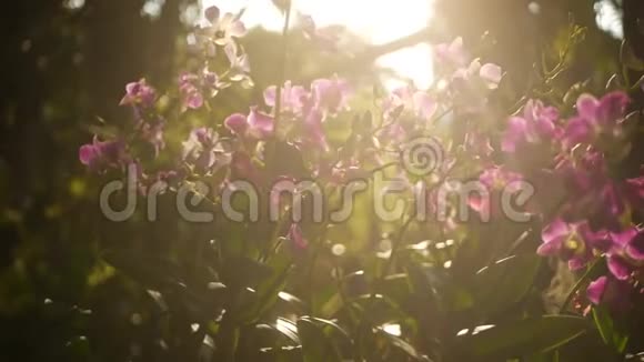 美丽的紫丁香紫色和洋红兰花生长在模糊的绿色公园背景合上巨大的热带花瓣视频的预览图
