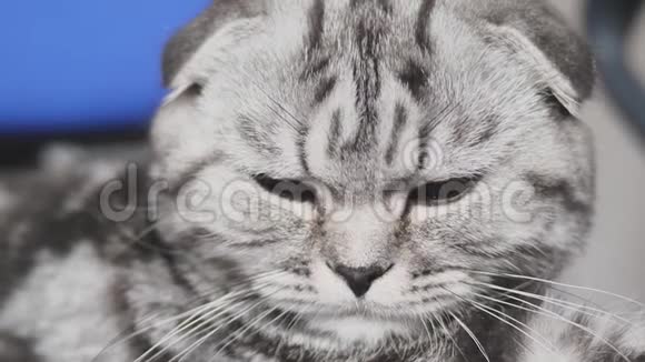 快乐条纹灰猫说谎美丽的英国苏格兰褶皱猫宠物在房间里休息宠物视频的预览图
