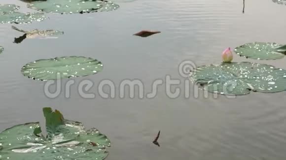 沿着水面湖面乘船从左到右漂浮的睡莲荷叶经过视频的预览图