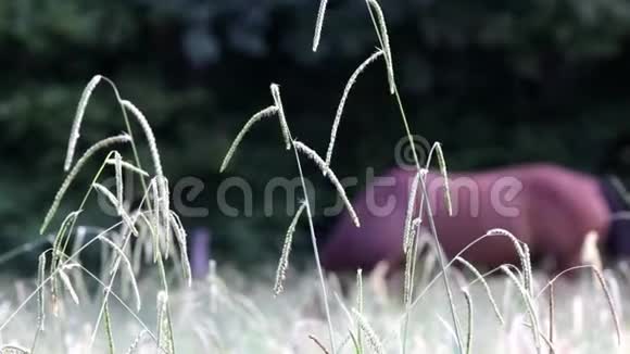 植物灌木在风中摇摆视频的预览图