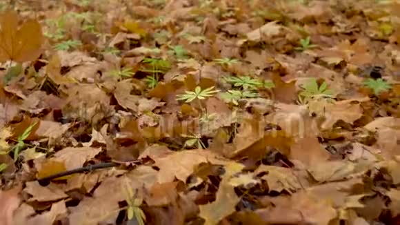 落叶黄叶卧在森林的地上视频的预览图