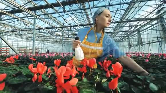 温室工人在盆栽农业工业中浇水视频的预览图