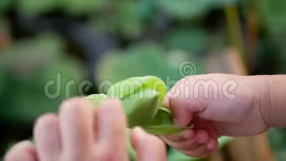 一朵莲花在它的块茎上被一个孩子小手折叠视频的预览图