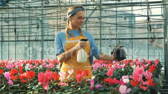 妇女在温室花卉工业中浇灌甜蜜植物花圃温室视频的预览图