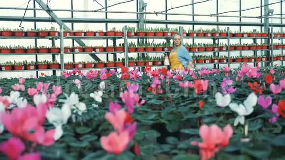 一个园丁在温室里工作时用盆栽喷洒甜蜜素视频的预览图