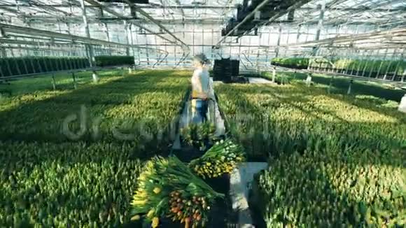 园丁用郁金香在一个大的温室花卉行业移动一辆手推车视频的预览图