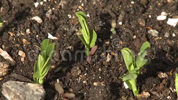 开始在土壤中生长的小植物视频的预览图