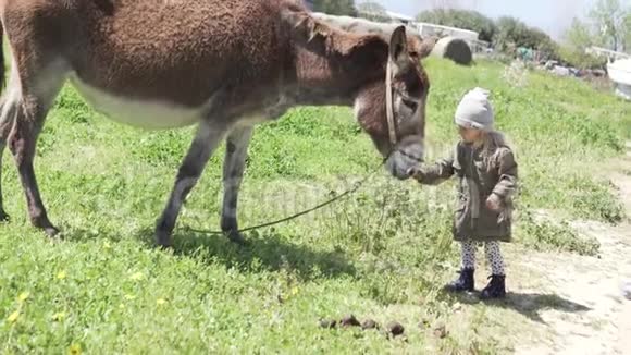 美丽的小女孩在农场里喂驴视频的预览图