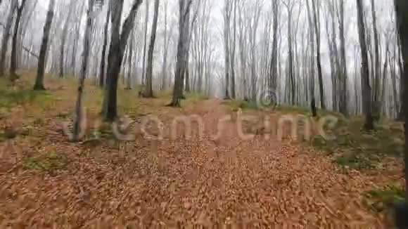 FPV无人驾驶飞机在雾蒙蒙的天气秋天森林视频的预览图