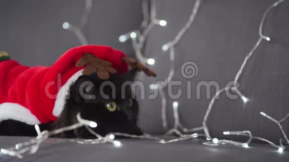 打扮成圣诞老人的可爱的黑色和条纹猫正在圣诞花环的背景上交流视频的预览图