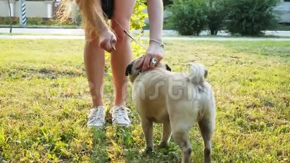 日落时分一个女人把一只狗拴在公园里的皮带上狗抖动皮毛和唾液视频的预览图