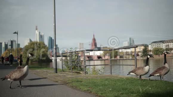 成群的野鸭沿着河岸漫步在现代都市的背景下视频的预览图