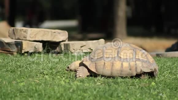 一只乌龟从侧面吃东西视频的预览图