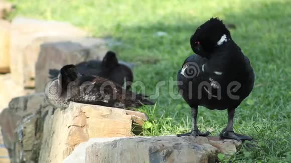 三只黑鸟两只坐着一只站着视频的预览图