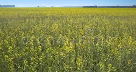 黄色油菜花在田野长茎上的运动视频的预览图