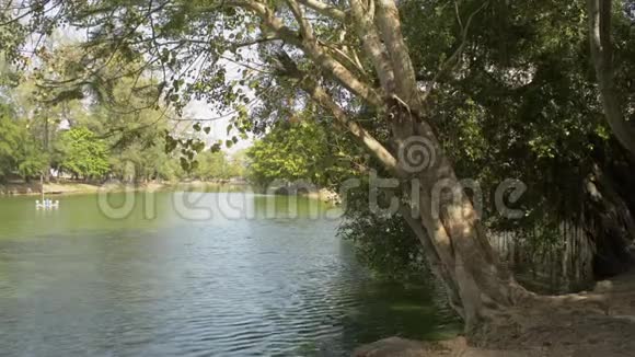 夏季公共公园大树自然池景视频的预览图