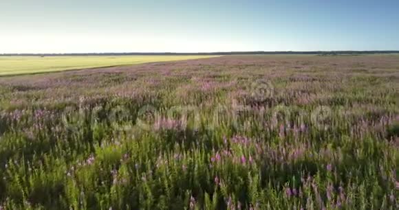 巨大的紫色薰衣草草甸与黄色麦田对抗视频的预览图