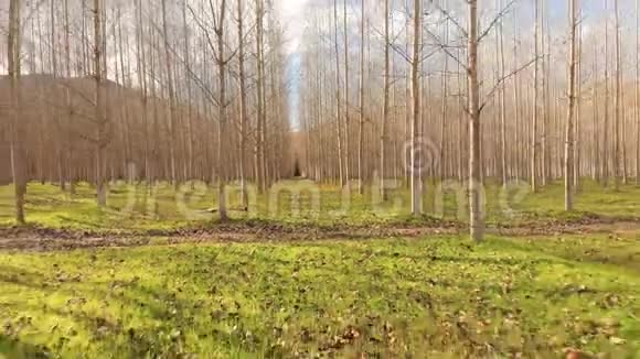 秋天的杨树林中的钻孔镜头视频的预览图
