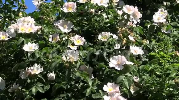 乌克兰大自然野玫瑰在贝雷赞岛的岸边视频的预览图