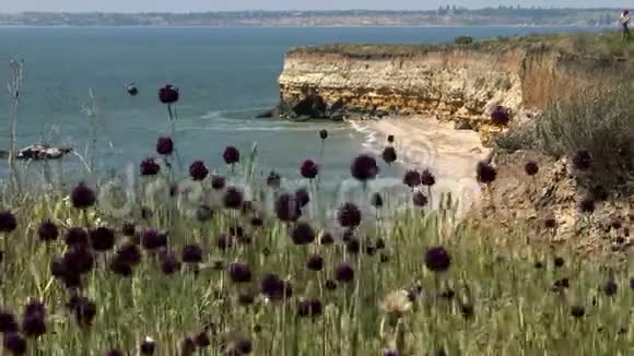 岛上岸边的野葱贝雷赞博里什提斯岛比雷津是位于德尼佩入口处的黑海岛屿视频的预览图