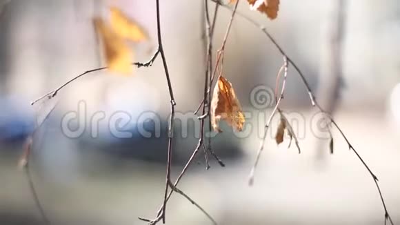 一片枯叶的特写在中午的风中静静地摇摆秋天的树枝视频的预览图