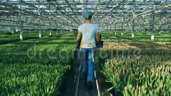 一个女人走在一个充满郁金香农学工业的温室里视频的预览图