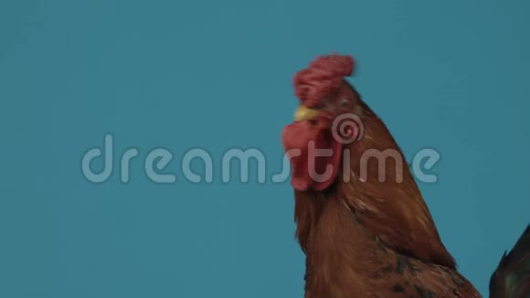 工作室里的公鸡蓝色背景看看绿草关门视频的预览图