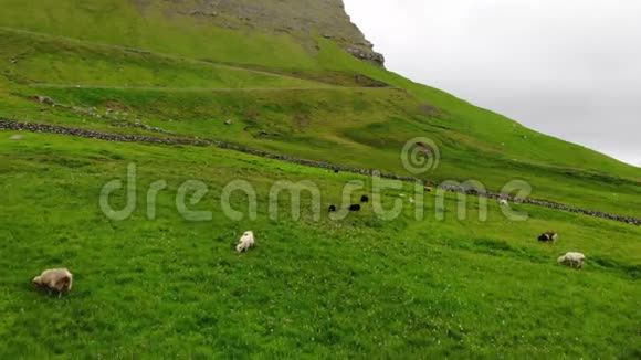 羊在草牧场与美丽的景观多云的天空和大风法罗群岛视频的预览图