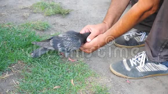 无家可归的人喂灰鸽面目全非的家伙照顾野鸟友好的鸽子啄食男性视频的预览图