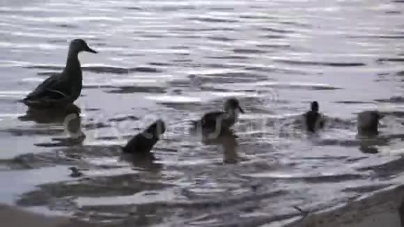 白天鹅在湖中游泳在水下寻找食物美丽的野生天鹅鸟漂浮在水面上觅食视频的预览图