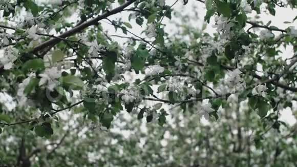 春天的时候苹果树开着一朵朵白色的花在风中吹起视频的预览图