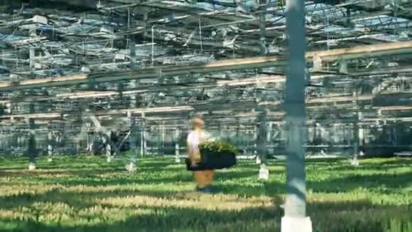 一个工人在温室里拿着一个装有郁金香的篮子花圃温室视频的预览图