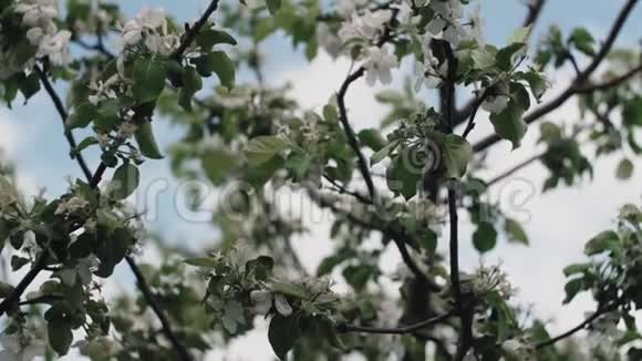 粉红色的苹果树的花在树枝上在风中摇摆特写镜头视频的预览图