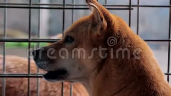 篱笆后面悲伤的混血狗的背面狗在收容所或动物托儿所动物避难所概念视频的预览图