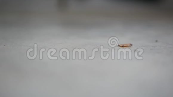 蚂蚁在一起工作在地板上携带食物的选择性焦点视频的预览图